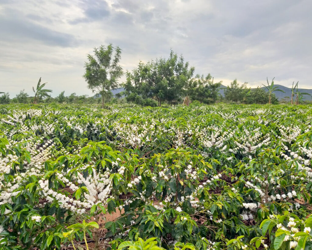 Cafezal em fazenda de café especial no Gerais de Piatã na Chapada Diamantina Bahia