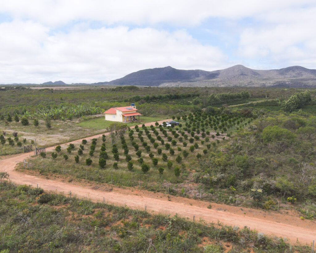 Cafezal em fazenda de café especial no Gerais de Piatã na Chapada Diamantina Bahia