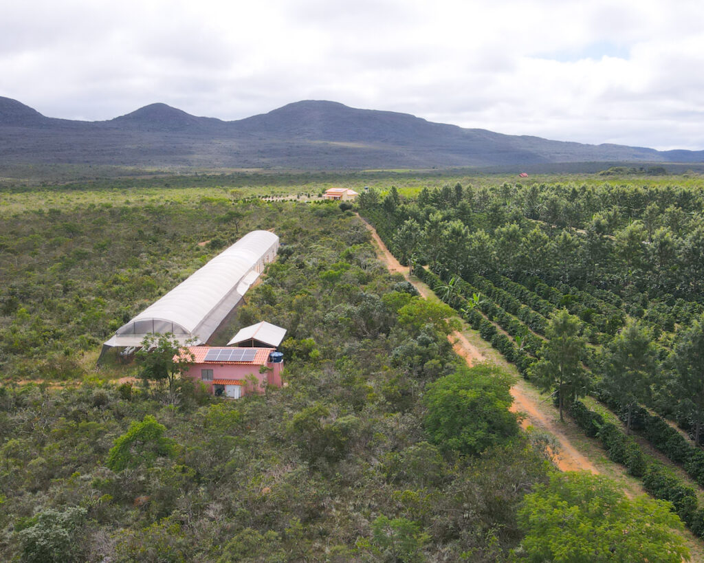 Cafezal em fazenda de café especial no Gerais de Piatã na Chapada Diamantina Bahia