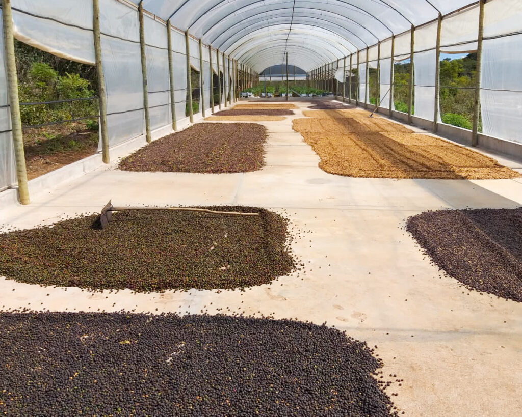 Grãos secando em estufa em uma fazenda de café especial no Gerais de Piatã na Chapada Diamantina Bahia
