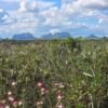 Terreno rural em Piatã com 44 hectares — área plana, água abundante e potencial para café especial