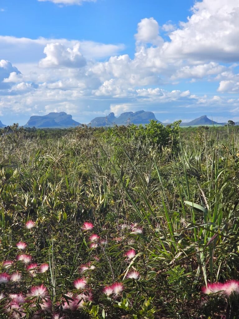 Vista panorâmica dos Três Morros e flora Caliandra em terreno no Gerais de Piatã na Chapada Diamatina