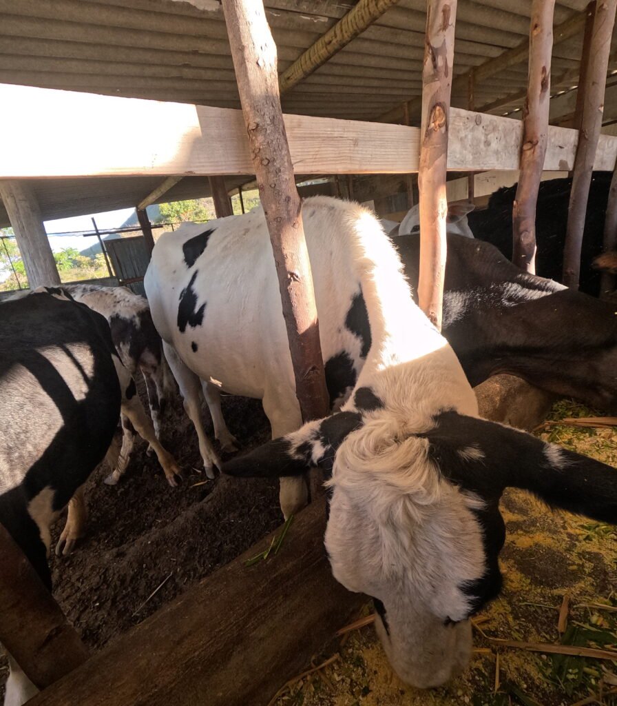 Curral com vaca em sítio em Piatã na Chapada Diamantina