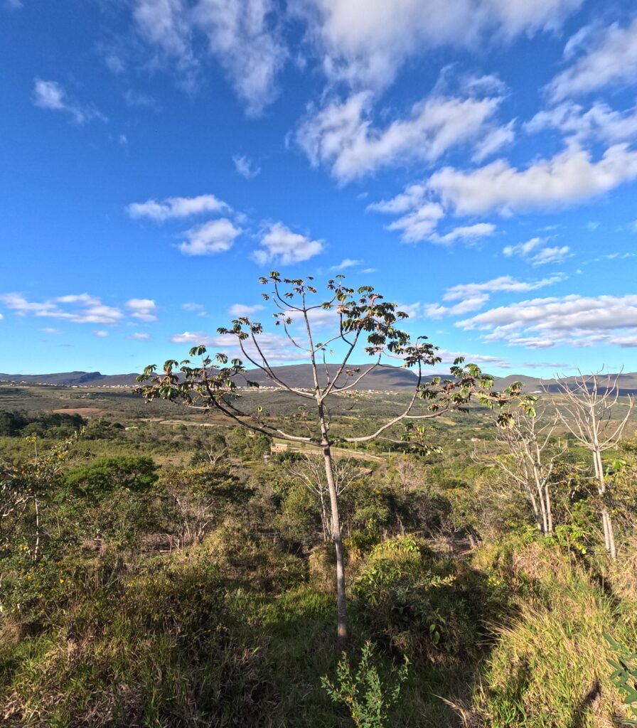 Flora em sítio em Piatã na Chapada Diamantina