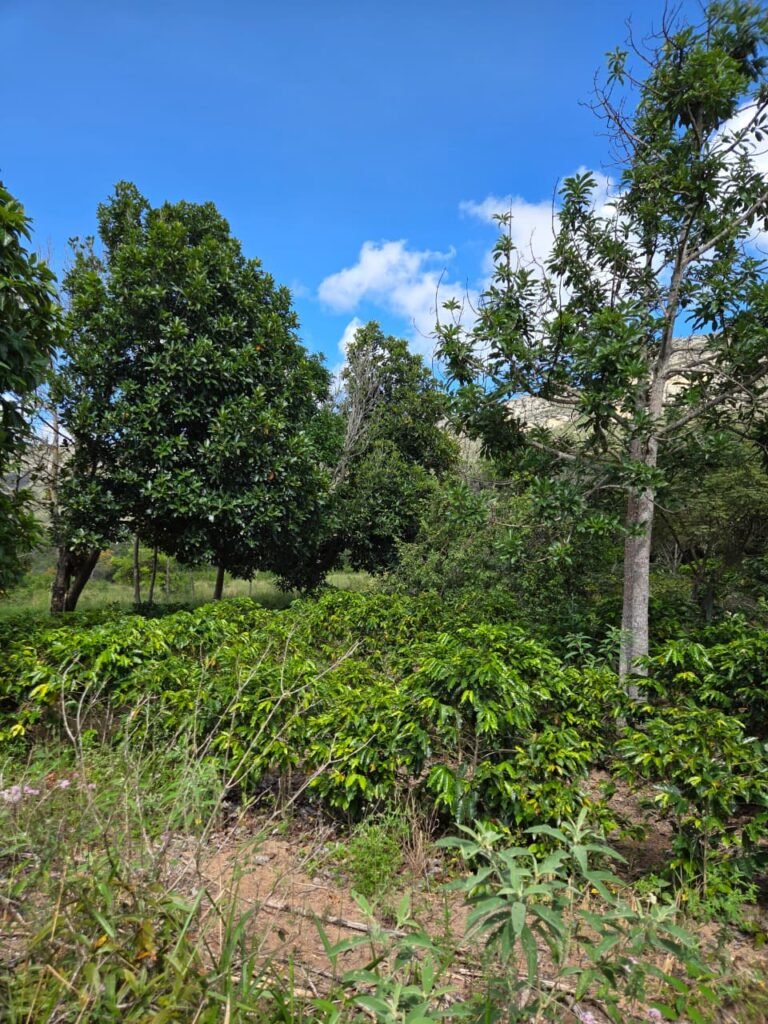 Cafezal em sítio localizado em Piatã, na Chapada Diamantina