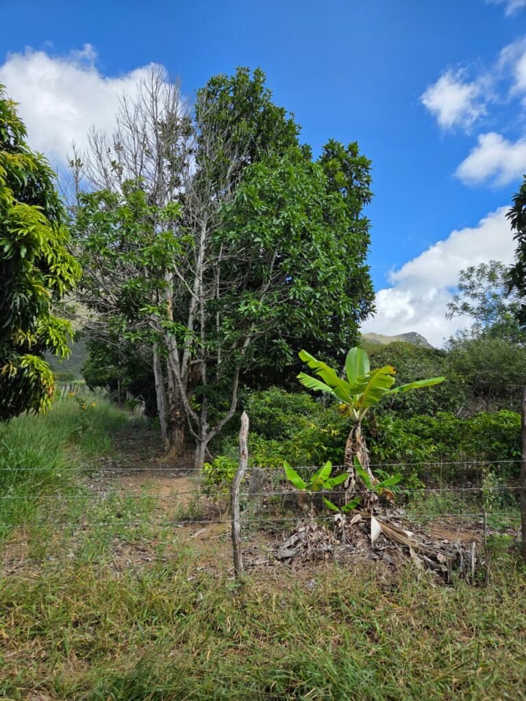 Cafezal em sítio localizado em Piatã, na Chapada Diamantina