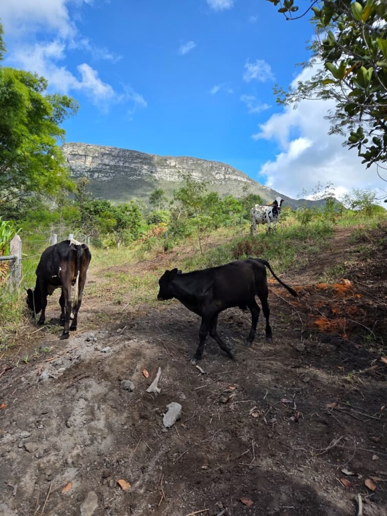 Vacas em sítio localizado em Piatã, na Chapada Diamantina