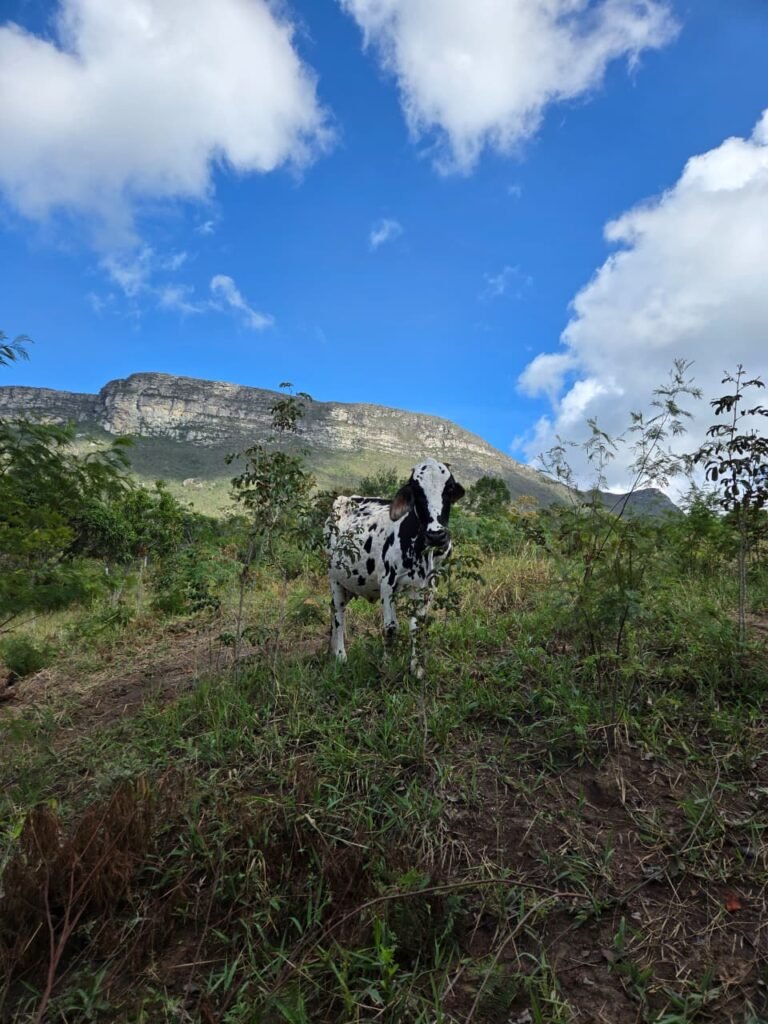 Vacas em sítio localizado em Piatã, na Chapada Diamantina